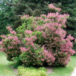 Arbre  perruques